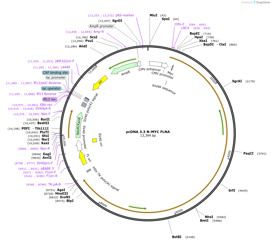 227876-plasmid-map-sequence-id-477316