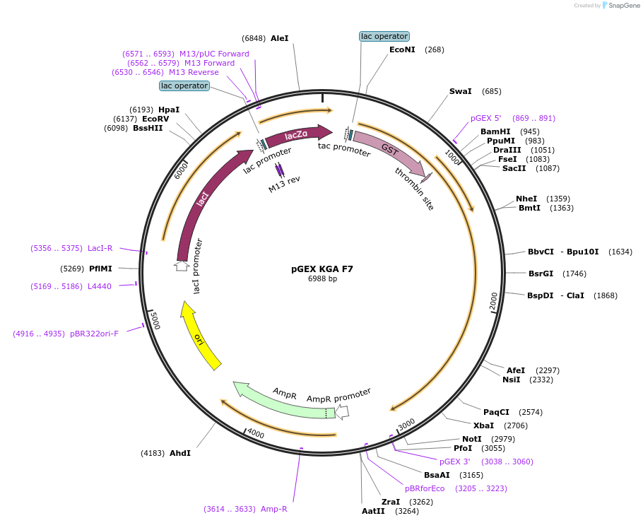 227822-plasmid-map-sequence-id-477347