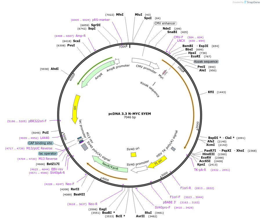227880-plasmid-map-sequence-id-477348
