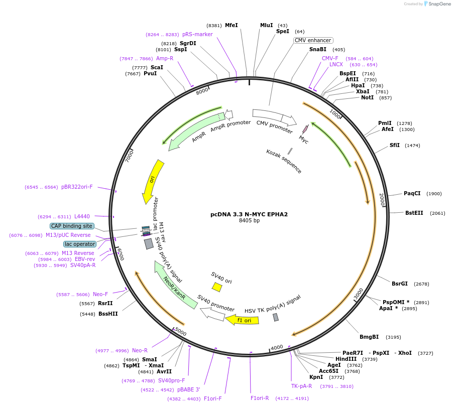 227879-plasmid-map-sequence-id-477350