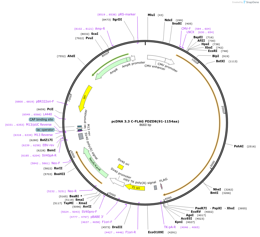 227858-plasmid-map-sequence-id-477364