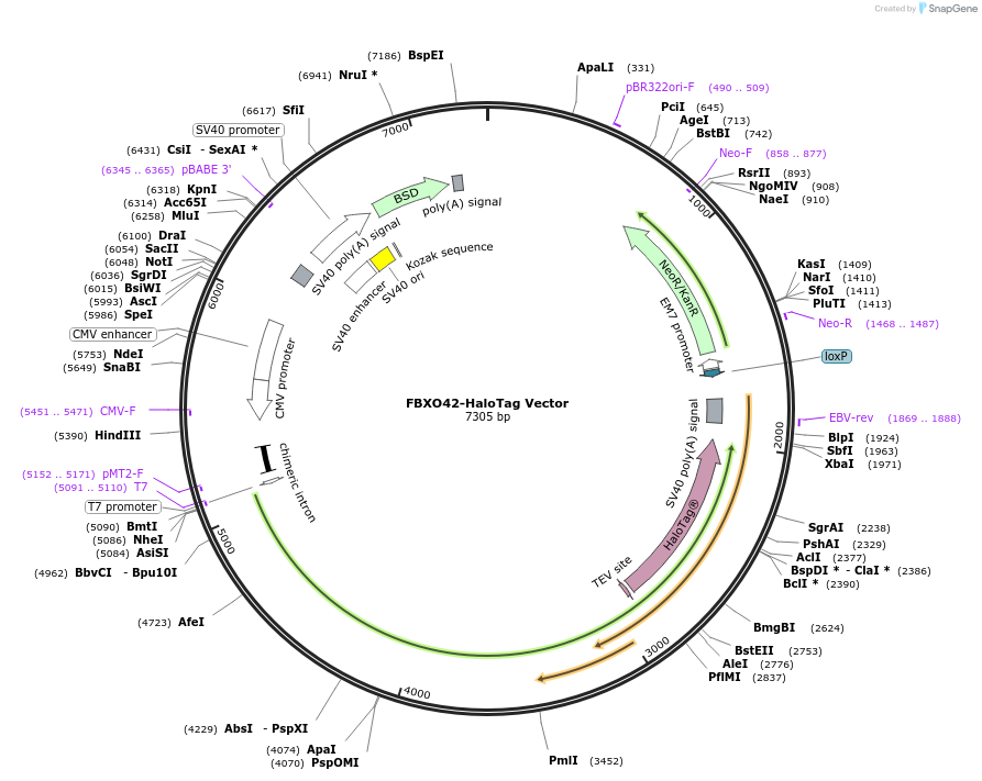 236998-plasmid-map-sequence-id-477408