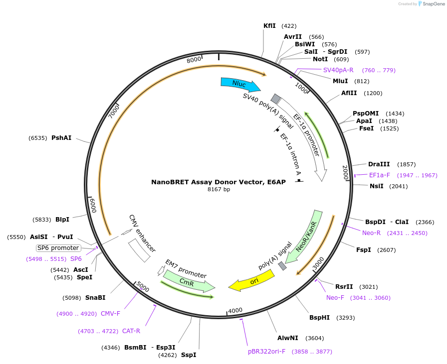 237134-plasmid-map-sequence-id-477411