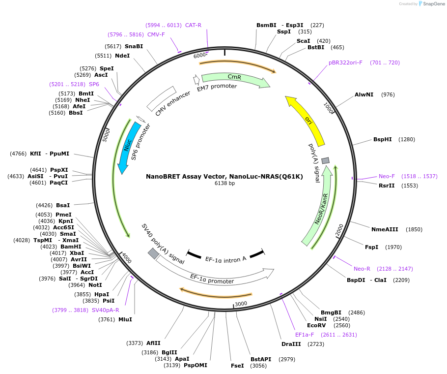 236854-plasmid-map-sequence-id-477412