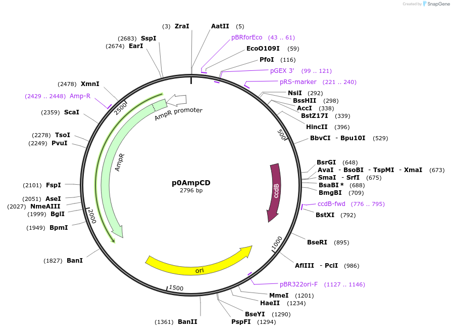 237276-plasmid-map-sequence-id-477420
