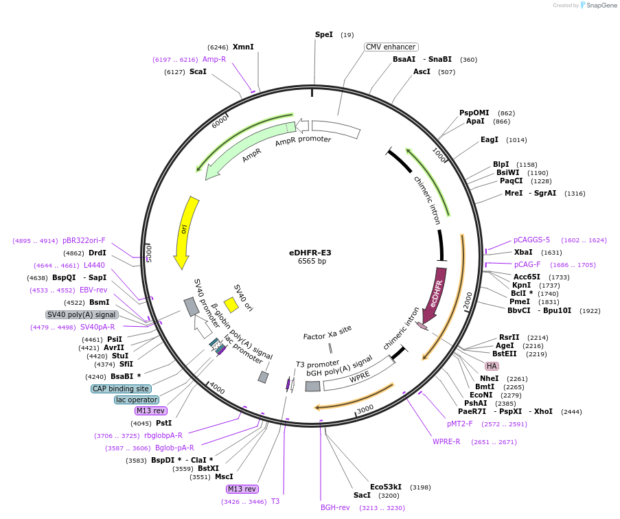 236113-plasmid-map-sequence-id-477464