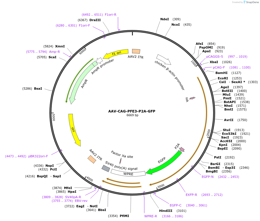 236178-plasmid-map-sequence-id-477492