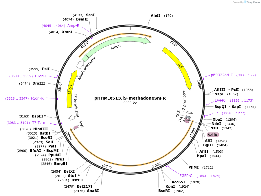 220861-plasmid-map-sequence-id-477495