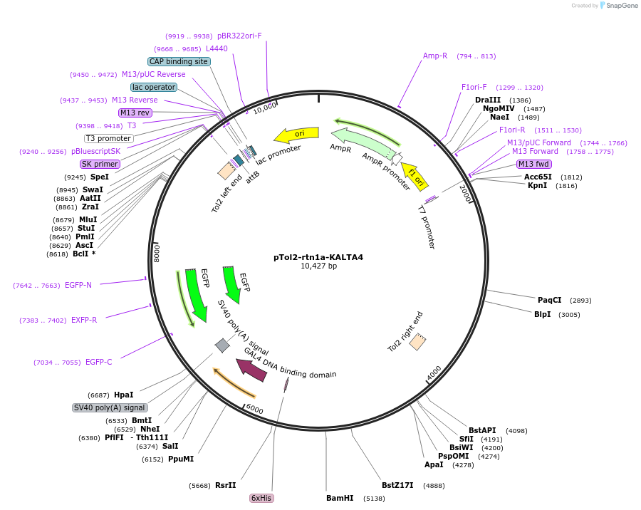 239989-plasmid-map-sequence-id-477497