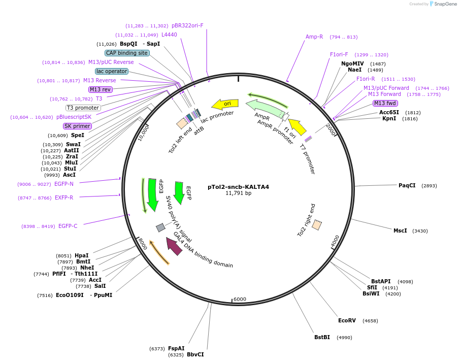 239986-plasmid-map-sequence-id-477498