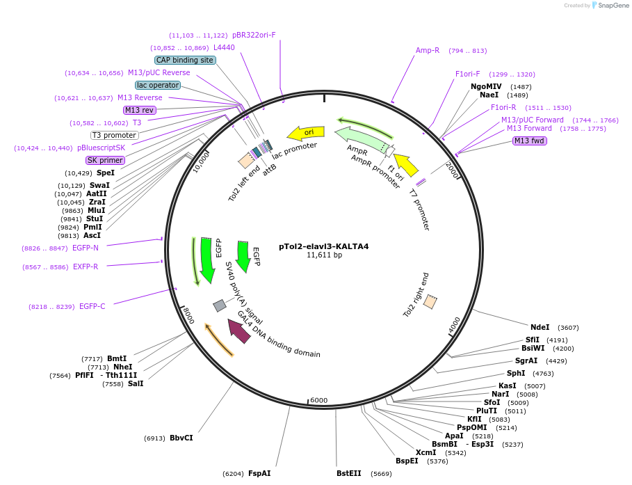 239988-plasmid-map-sequence-id-477499