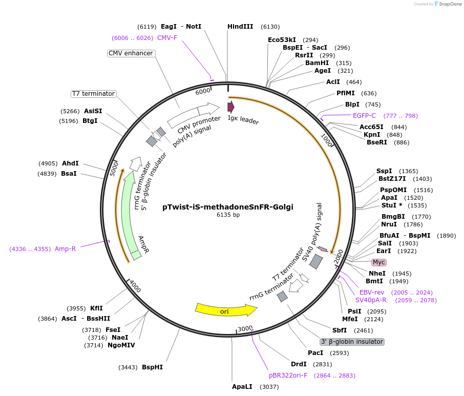 220865-plasmid-map-sequence-id-477504