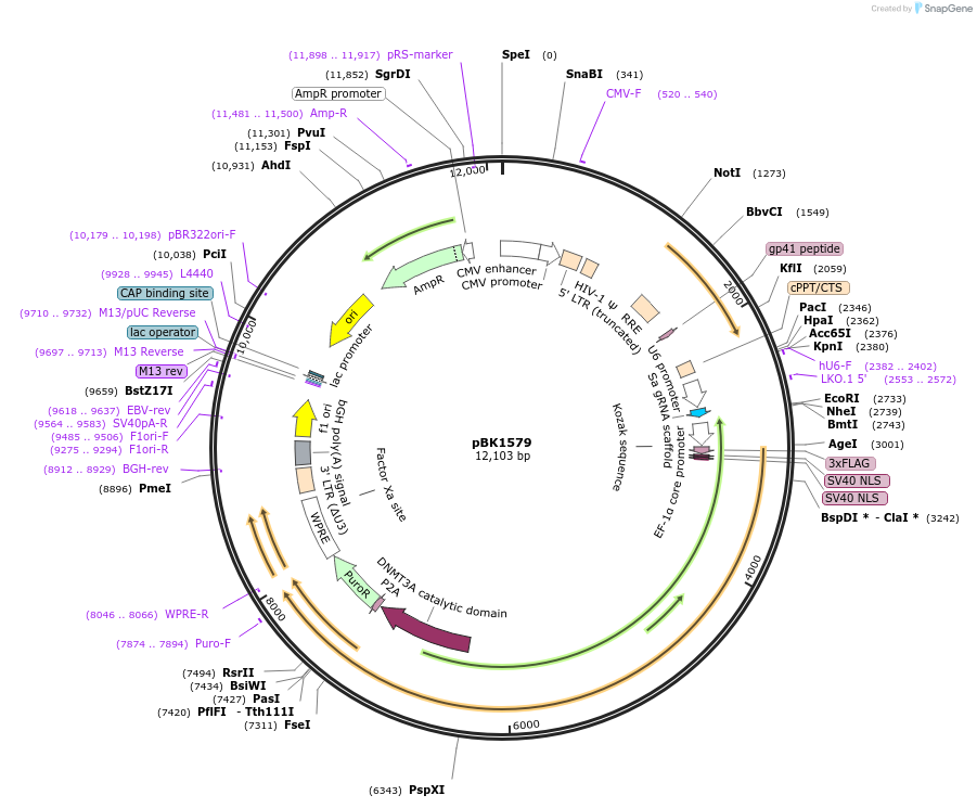239794-plasmid-map-sequence-id-477509