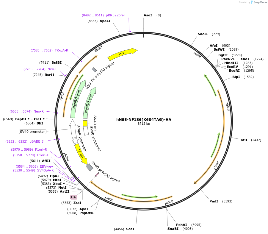 239785-plasmid-map-sequence-id-477516