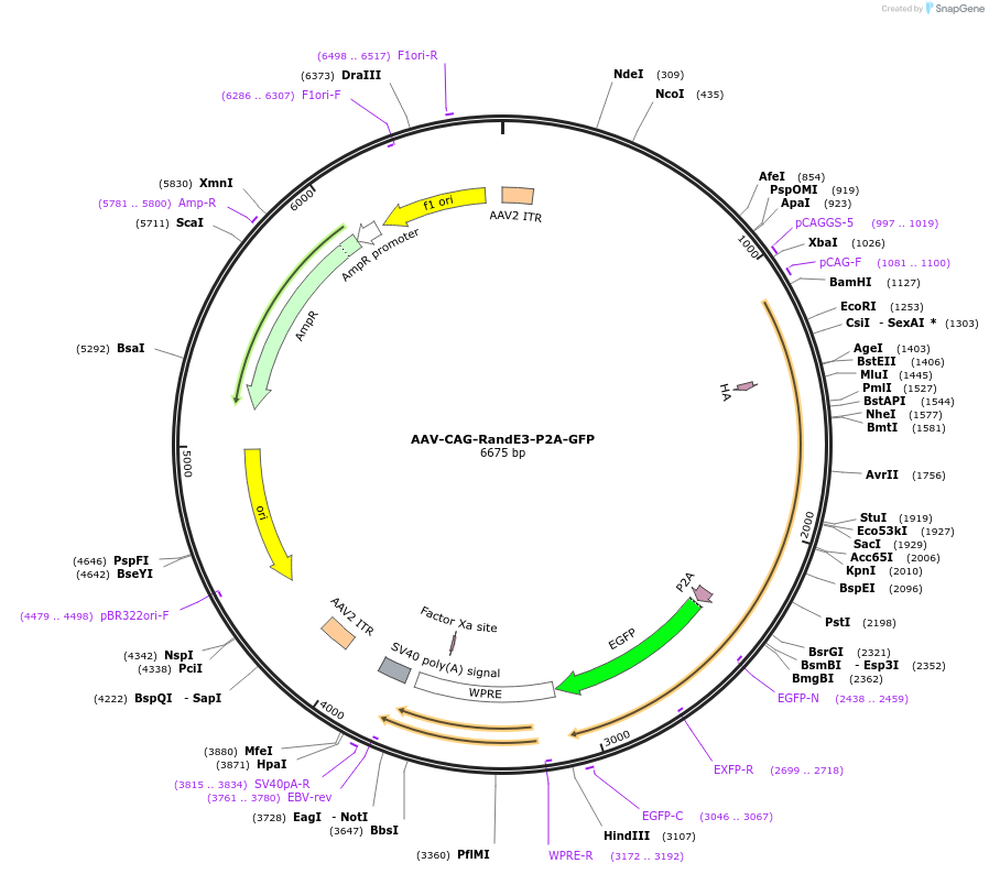 236181-plasmid-map-sequence-id-477544