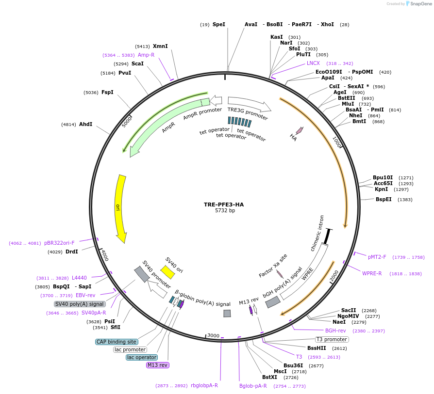 236114-plasmid-map-sequence-id-477568