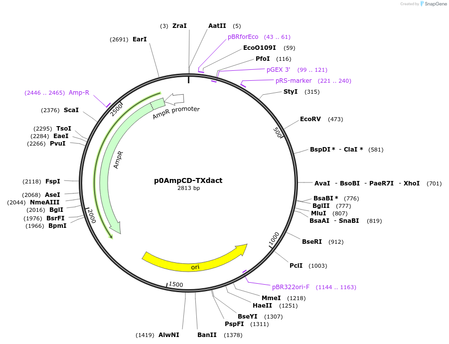 237273-plasmid-map-sequence-id-477585