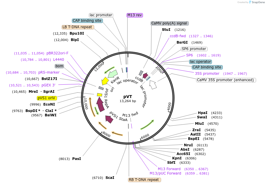 234914-plasmid-map-sequence-id-477587