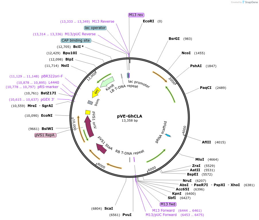 234929-plasmid-map-sequence-id-477591