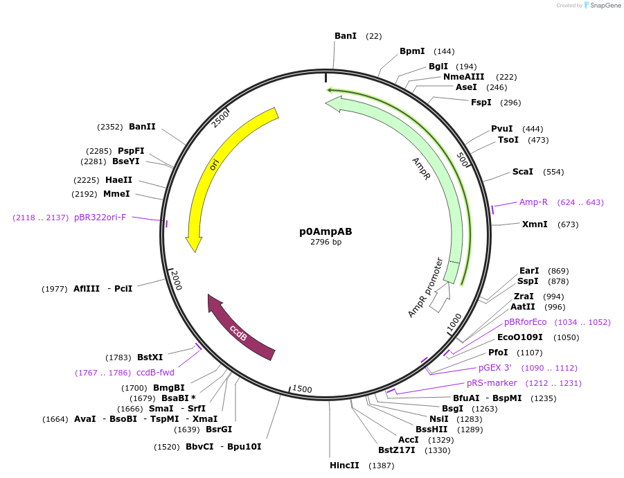 237274-plasmid-map-sequence-id-477593