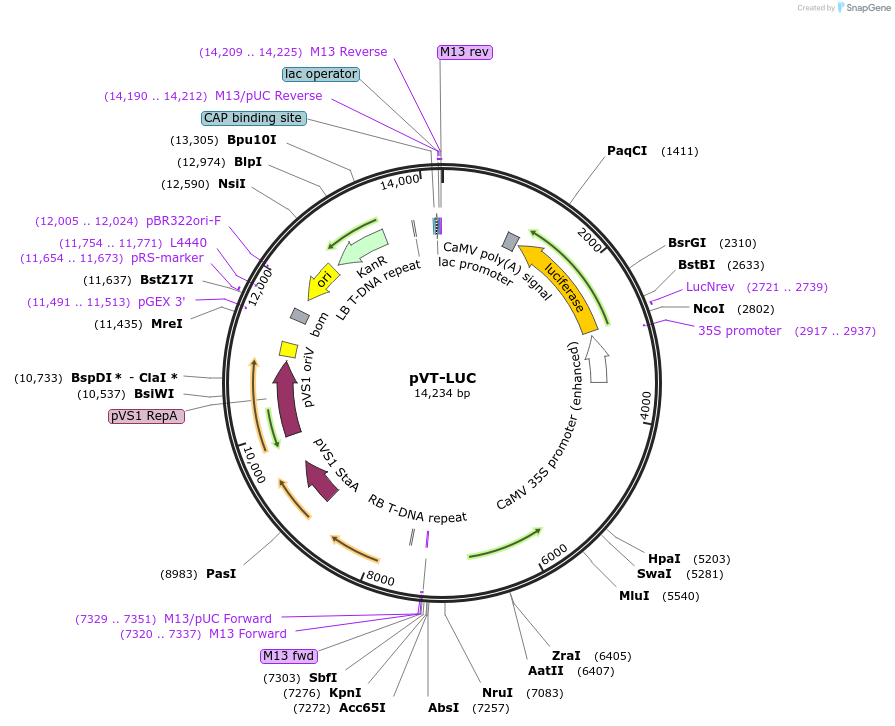 234915-plasmid-map-sequence-id-477595