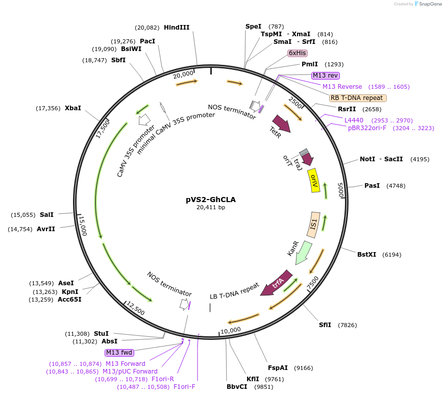 234906-plasmid-map-sequence-id-477705