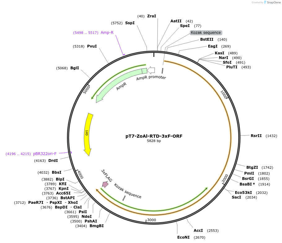 238486-plasmid-map-sequence-id-477707