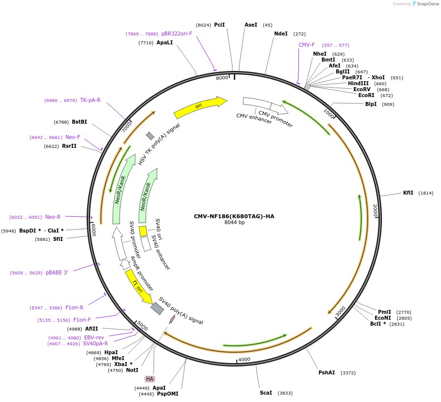 239779-plasmid-map-sequence-id-477709