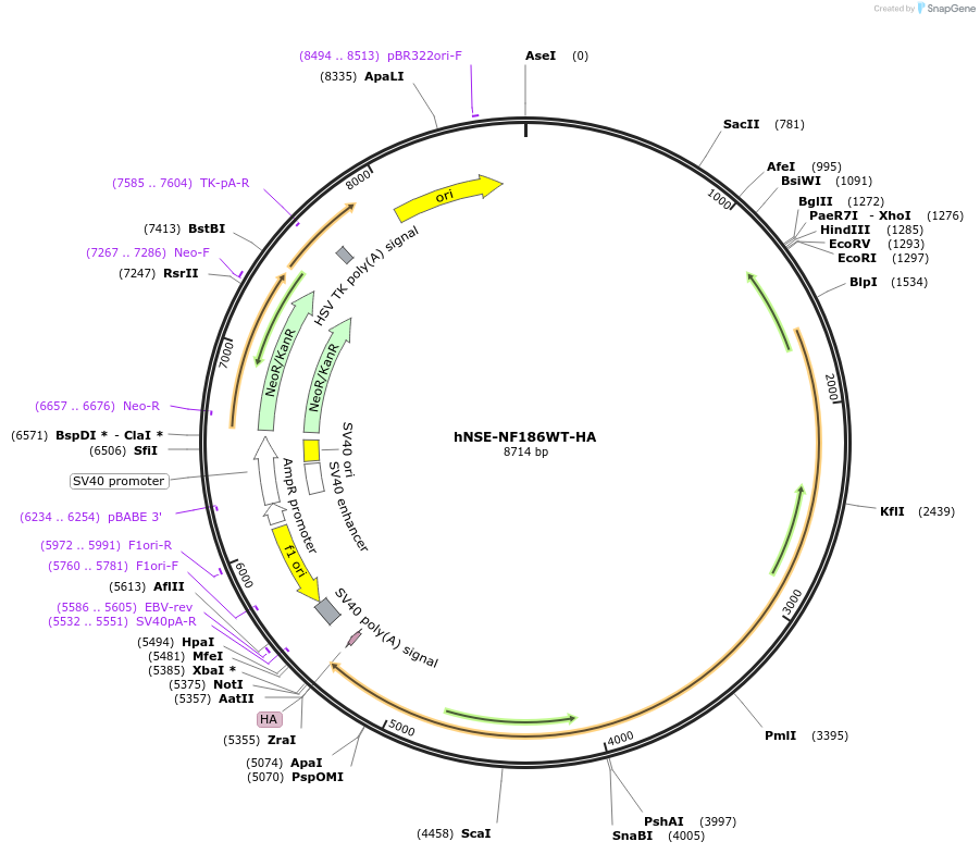 239781-plasmid-map-sequence-id-477710