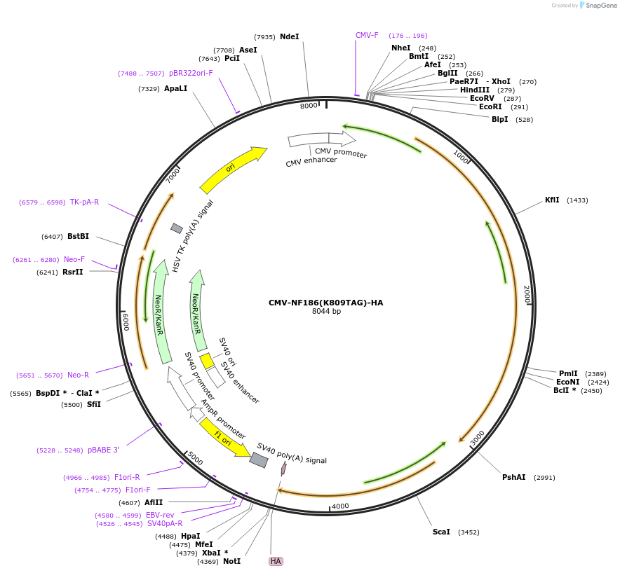 239780-plasmid-map-sequence-id-477711