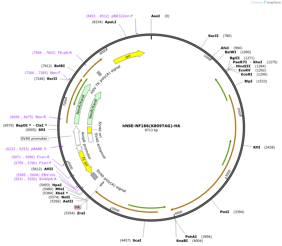 239787-plasmid-map-sequence-id-477713