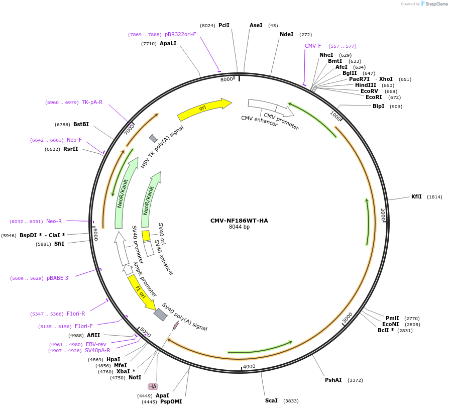 239774-plasmid-map-sequence-id-477715
