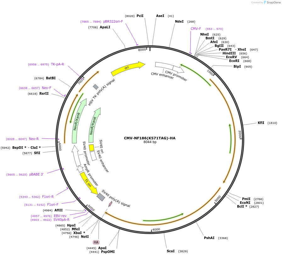 239777-plasmid-map-sequence-id-477730
