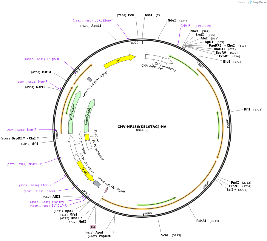 239775-plasmid-map-sequence-id-477732