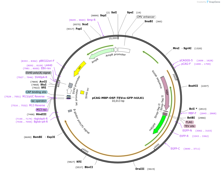 239015-plasmid-map-sequence-id-477740