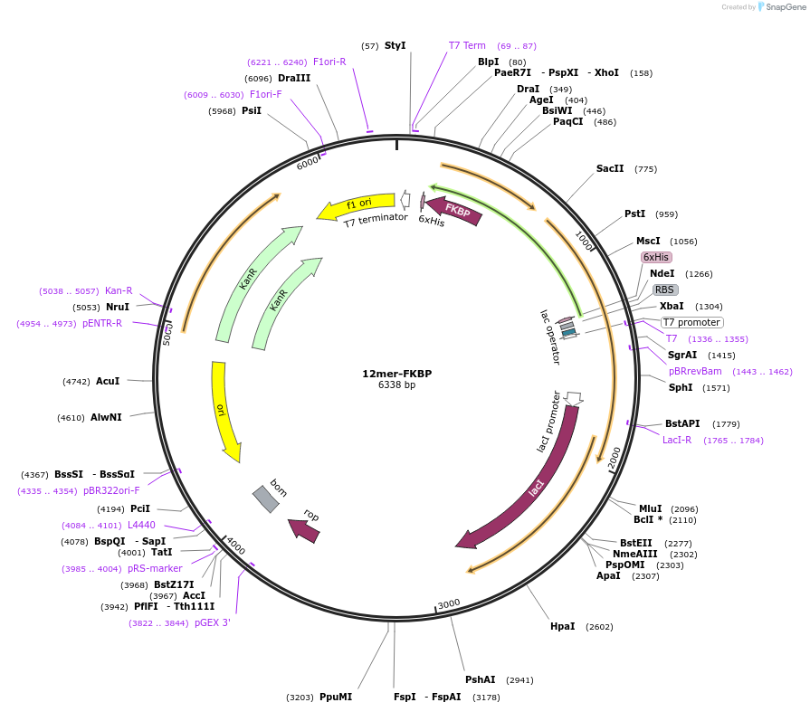 239852-plasmid-map-sequence-id-477741