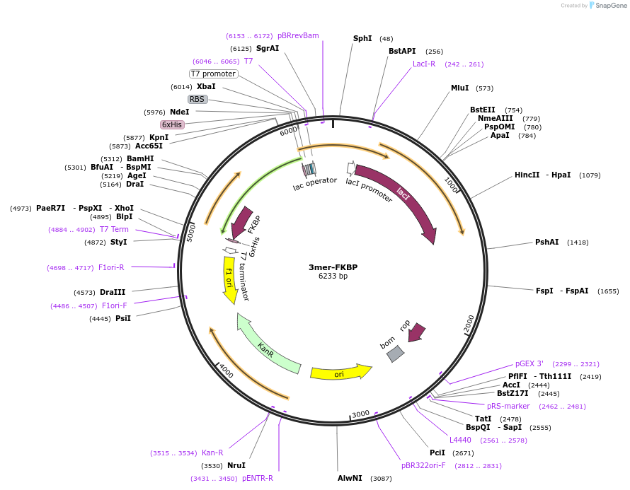 239848-plasmid-map-sequence-id-477742