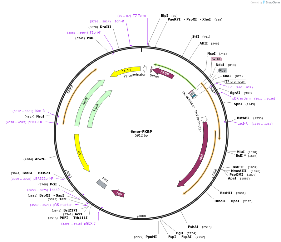 239851-plasmid-map-sequence-id-477743