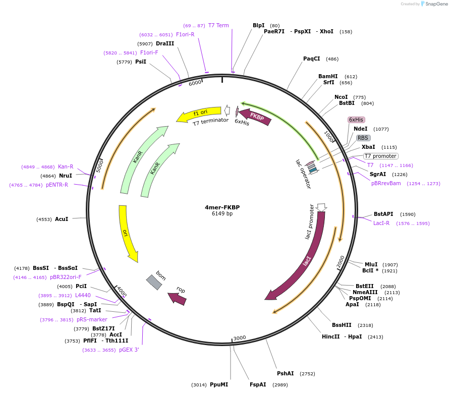239849-plasmid-map-sequence-id-477744