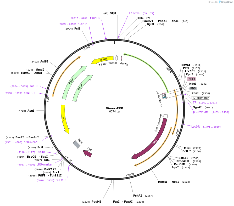 239847-plasmid-map-sequence-id-477745