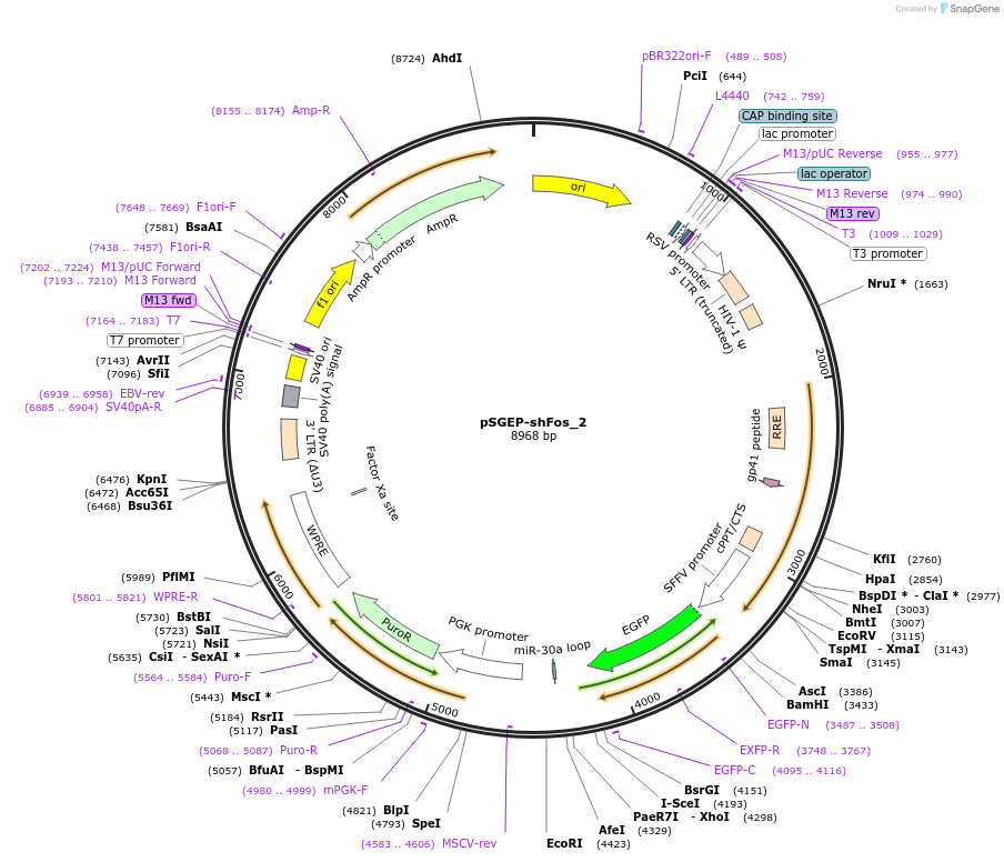 239619-plasmid-map-sequence-id-477746