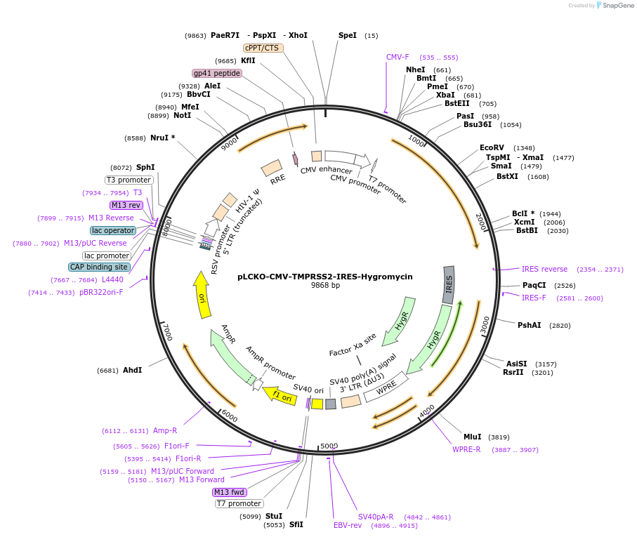237477-plasmid-map-sequence-id-477775