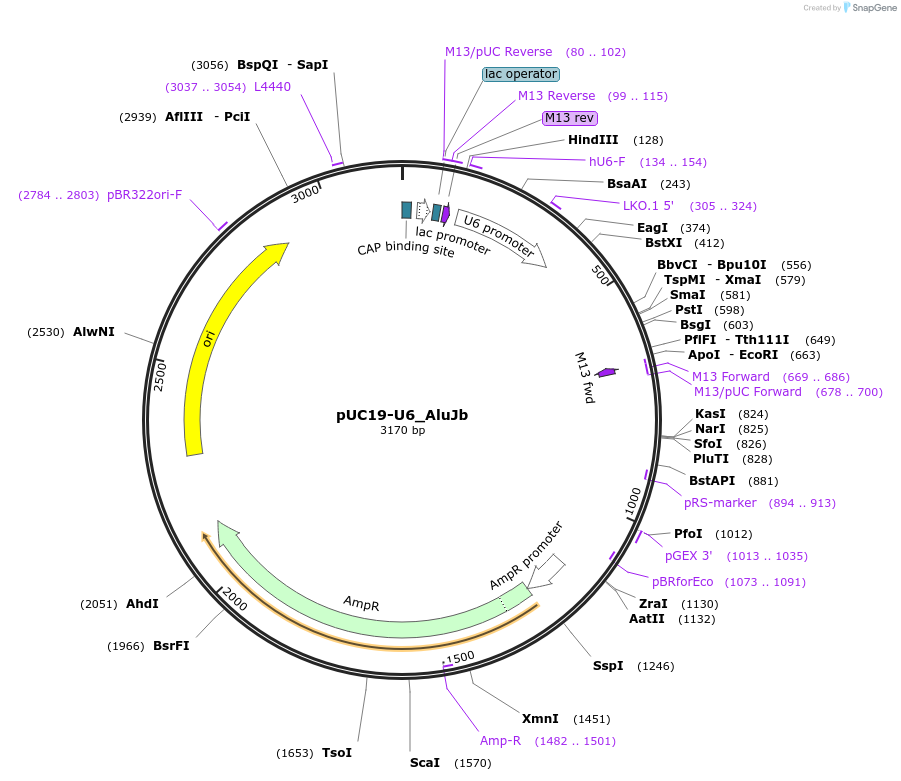 240314-plasmid-map-sequence-id-477824