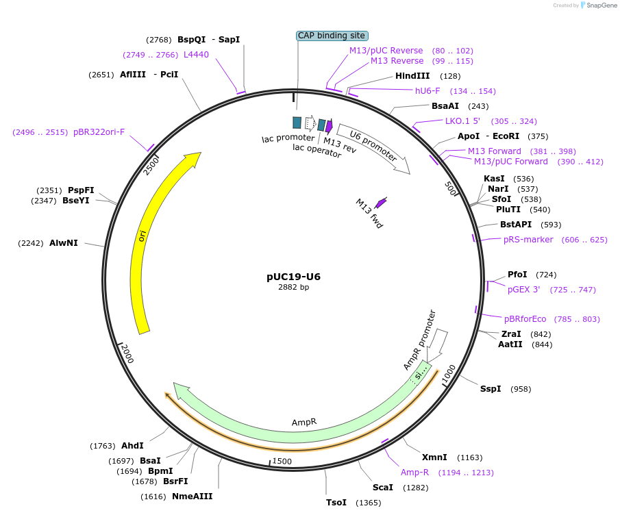 240313-plasmid-map-sequence-id-477825