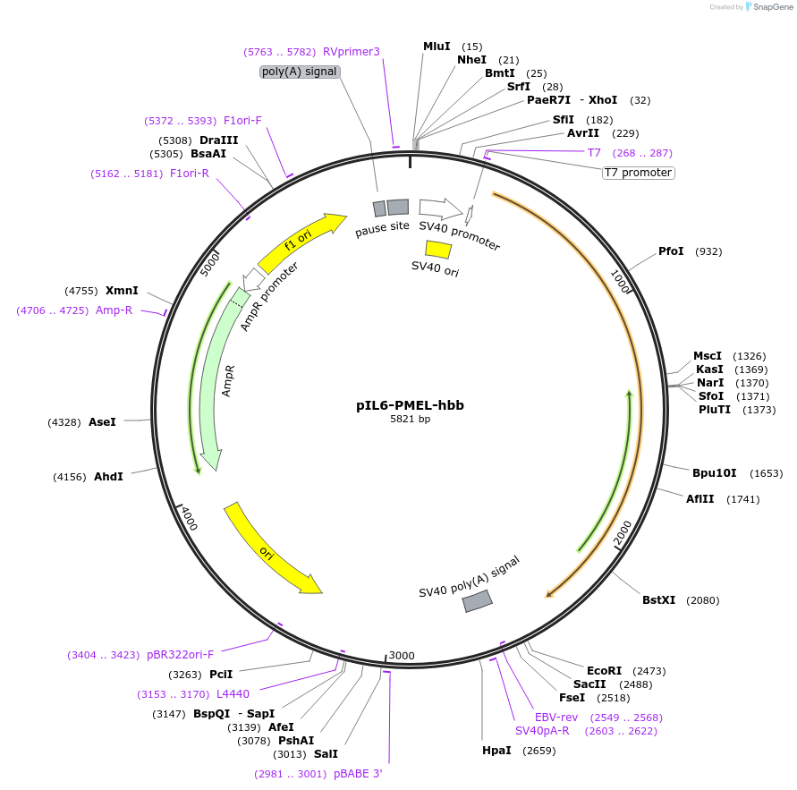 239868-plasmid-map-sequence-id-477826
