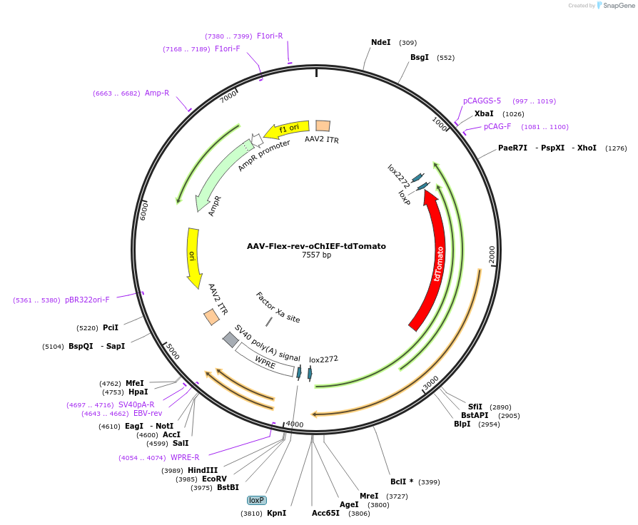 30541-plasmid-map-sequence-id-477833