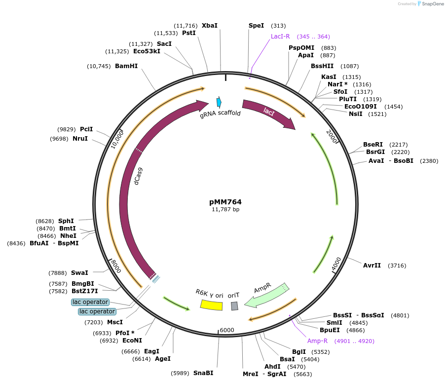 68901-plasmid-map-sequence-id-477834