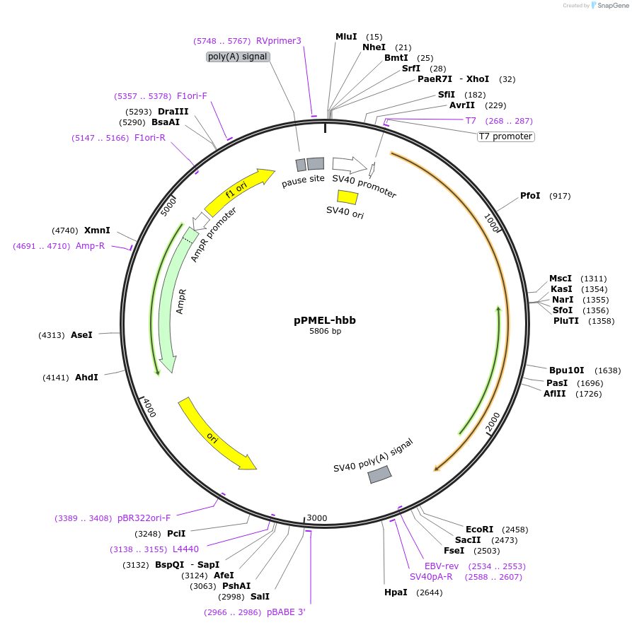 239863-plasmid-map-sequence-id-477836