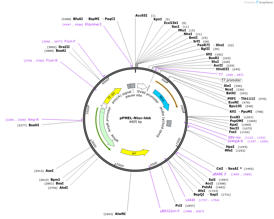 239862-plasmid-map-sequence-id-477837