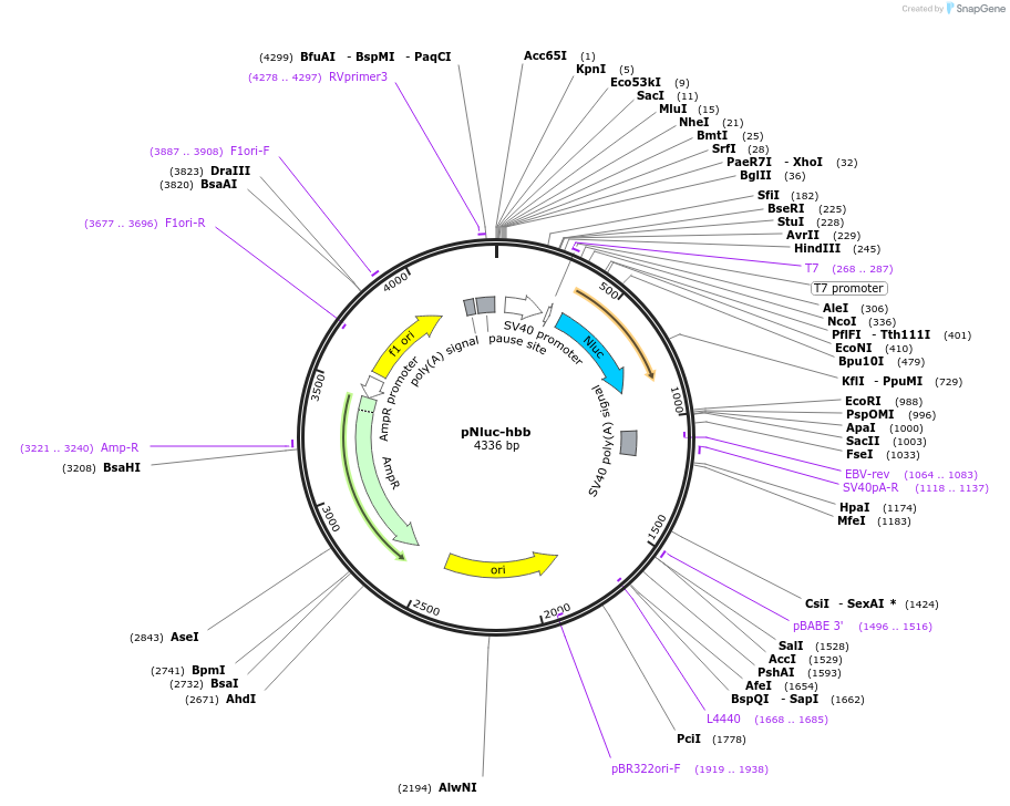 239753-plasmid-map-sequence-id-477838